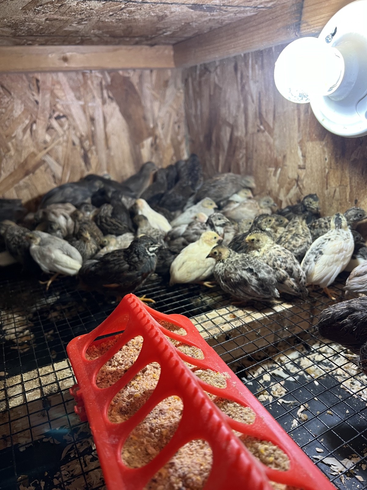 20 Button Quail Hatching Eggs Multiple Colors