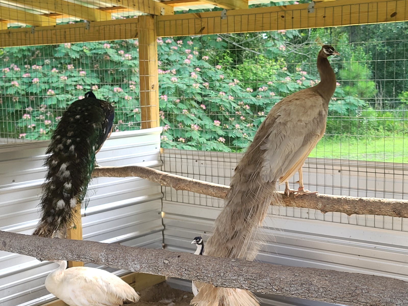 *10* Peafowl Peacock Hatching Eggs Amazing Mixed Group! *NPIP*