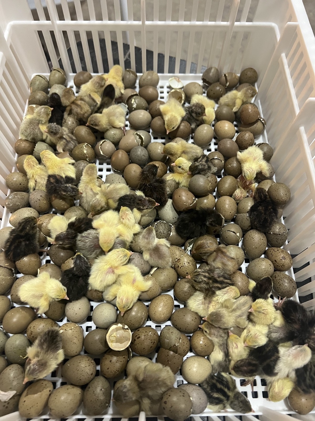 20 Button Quail Hatching Eggs Multiple Colors