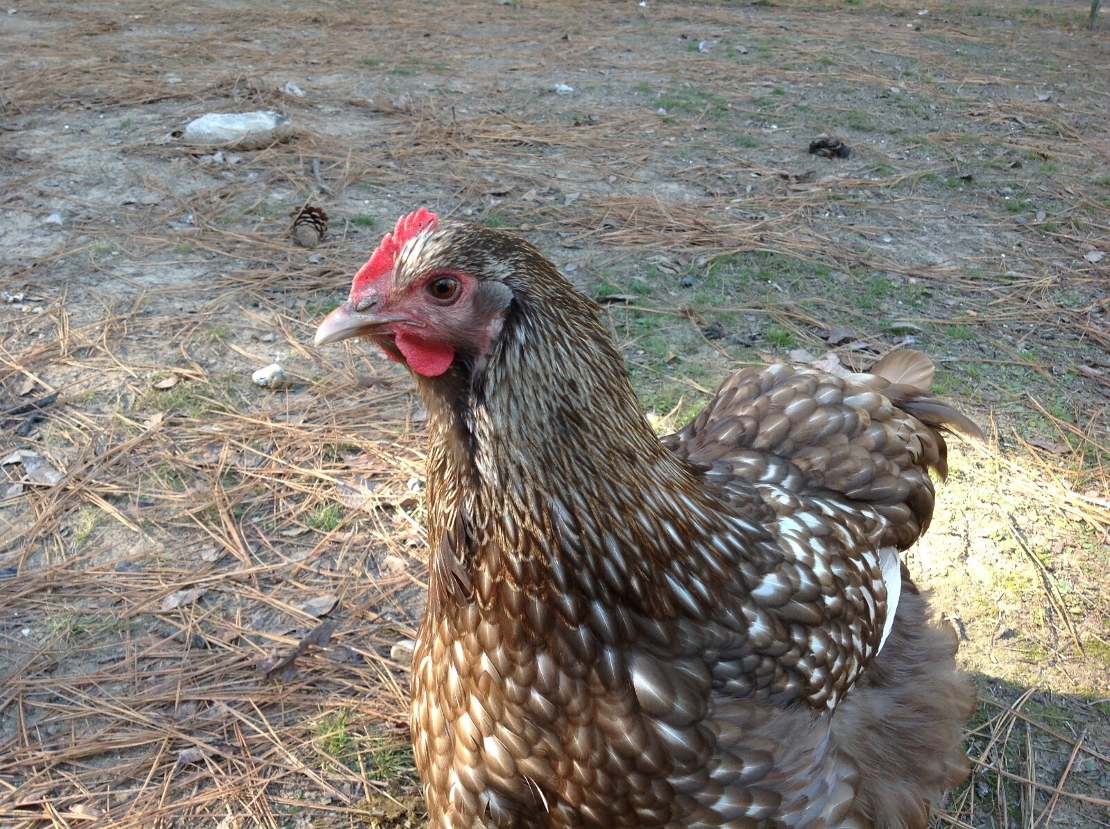 12+ Chocolate Silver Laced Orpington Hatching Eggs Large Fowl