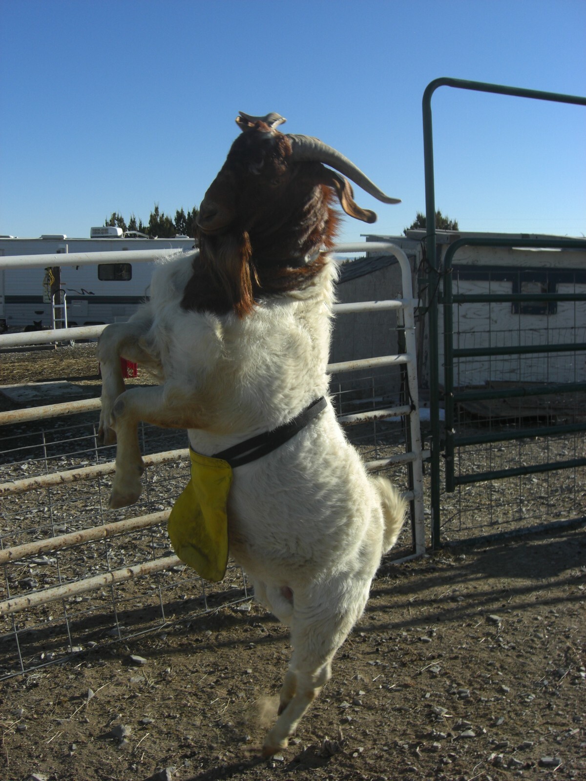 BACCHUS JOHNSON SHIELD Buck Anti Mating Anti Breeding Apron for Goats & Sheep