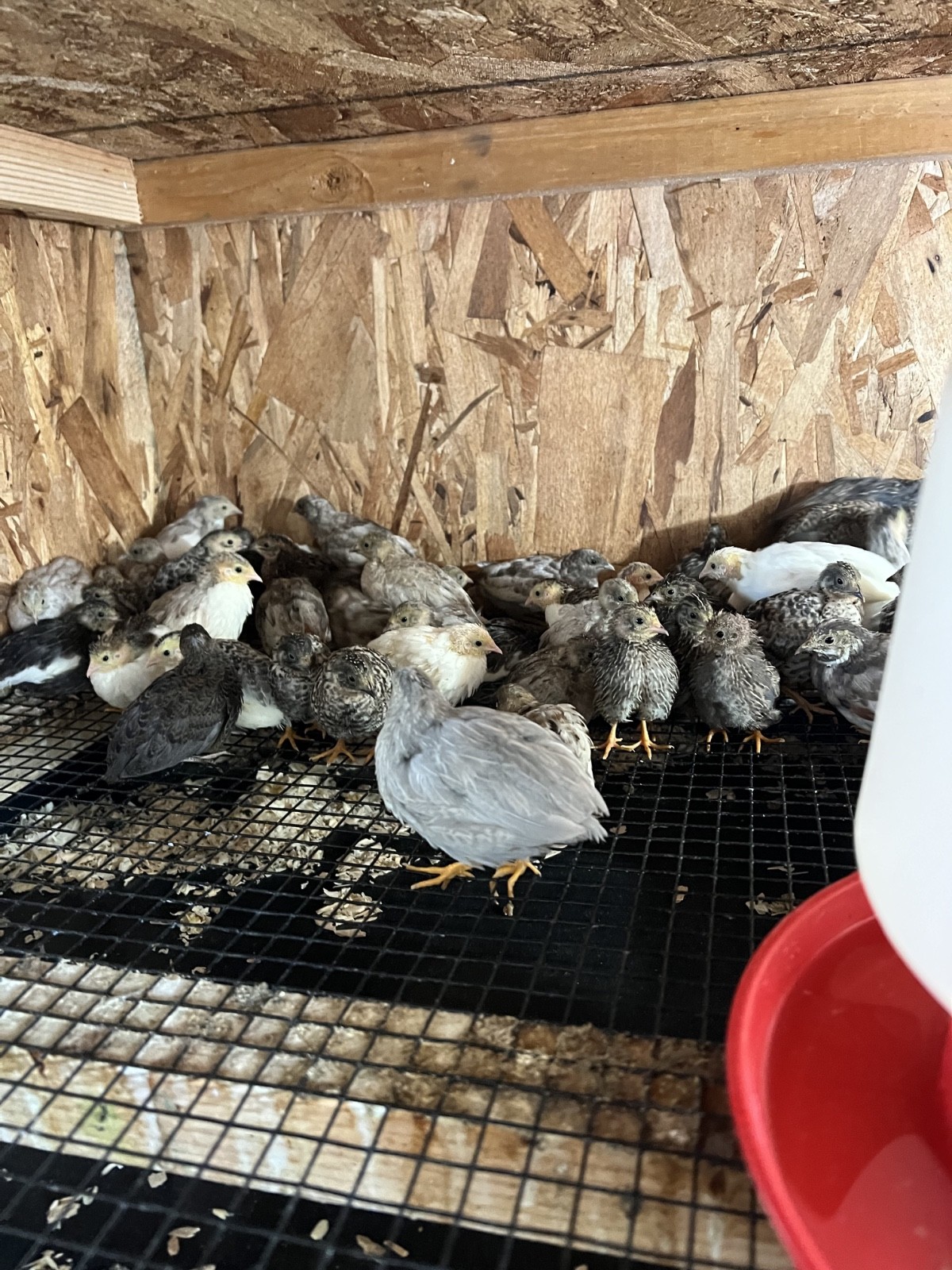 20 Button Quail Hatching Eggs Multiple Colors