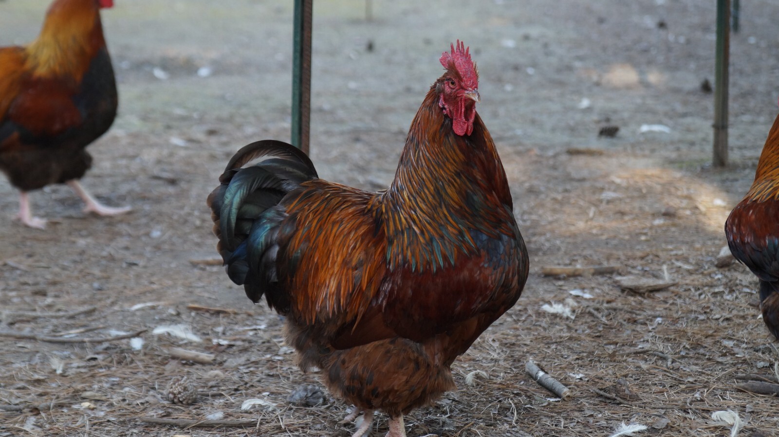 6+ Partridge Orpington Chicken Hatching Eggs Large Fowl