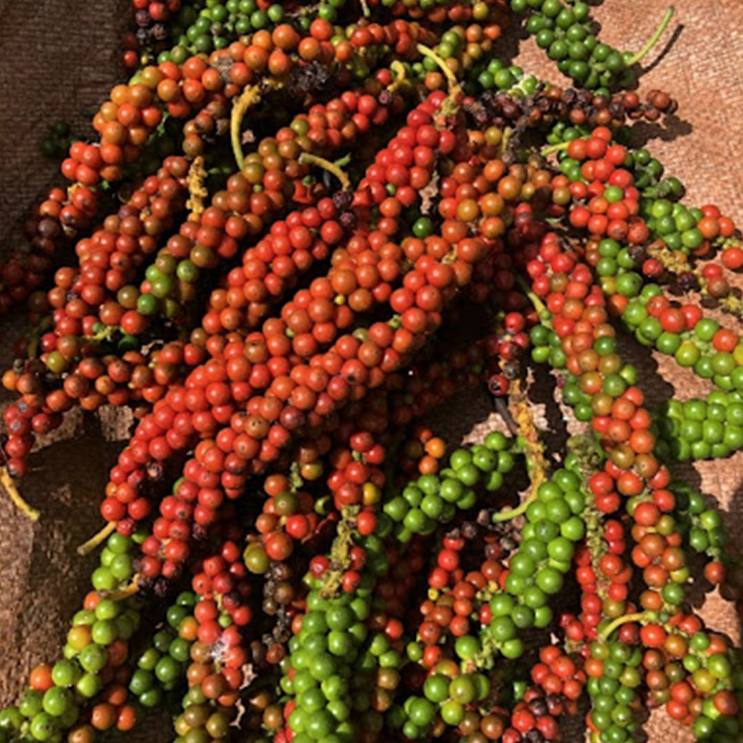 Premium Ceylon Black Pepper Whole Peppercorns Bulk Fresh Sri Lanka 2lb 5lb 10lb
