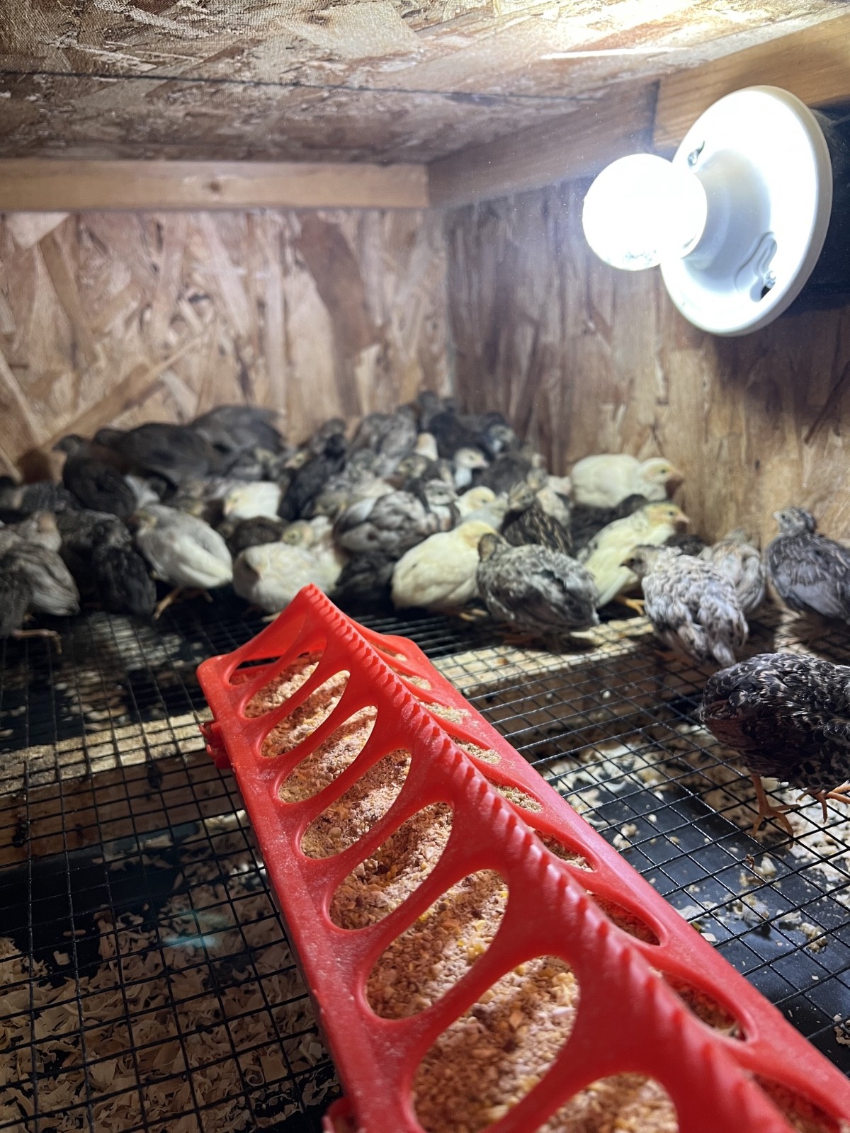 20 Button Quail Hatching Eggs Multiple Colors
