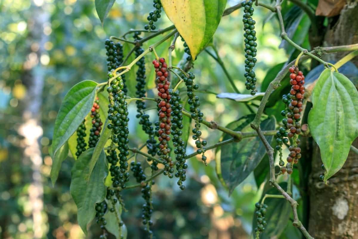 Premium Ceylon Black Pepper Whole Peppercorns Bulk Fresh Sri Lanka 2lb 5lb 10lb