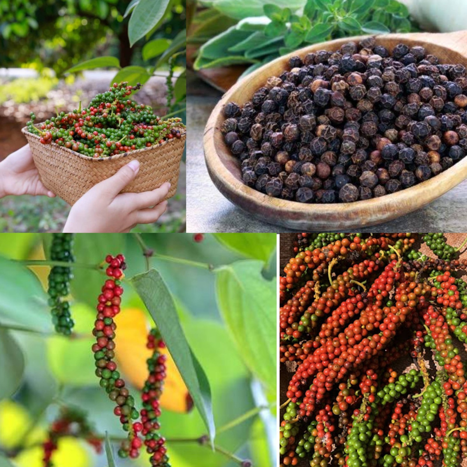 Premium Ceylon Black Pepper Whole Peppercorns Bulk Fresh Sri Lanka 2lb 5lb 10lb