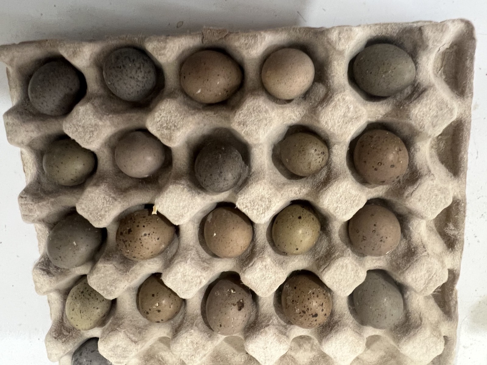 20 Button Quail Hatching Eggs Multiple Colors