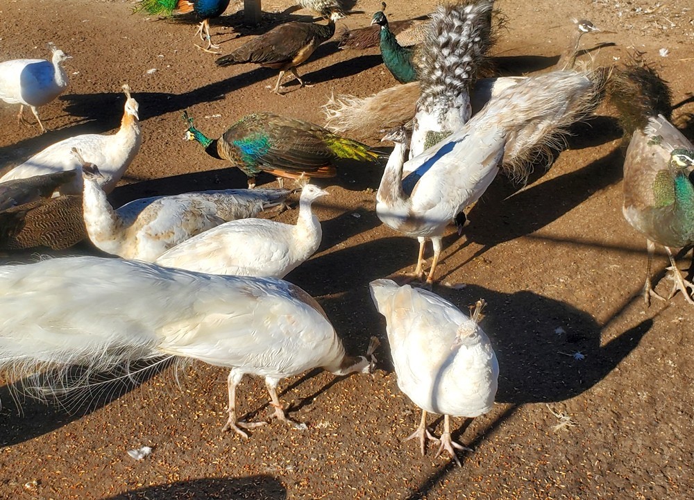 *10* Peafowl Peacock Hatching Eggs Amazing Mixed Group! *NPIP*