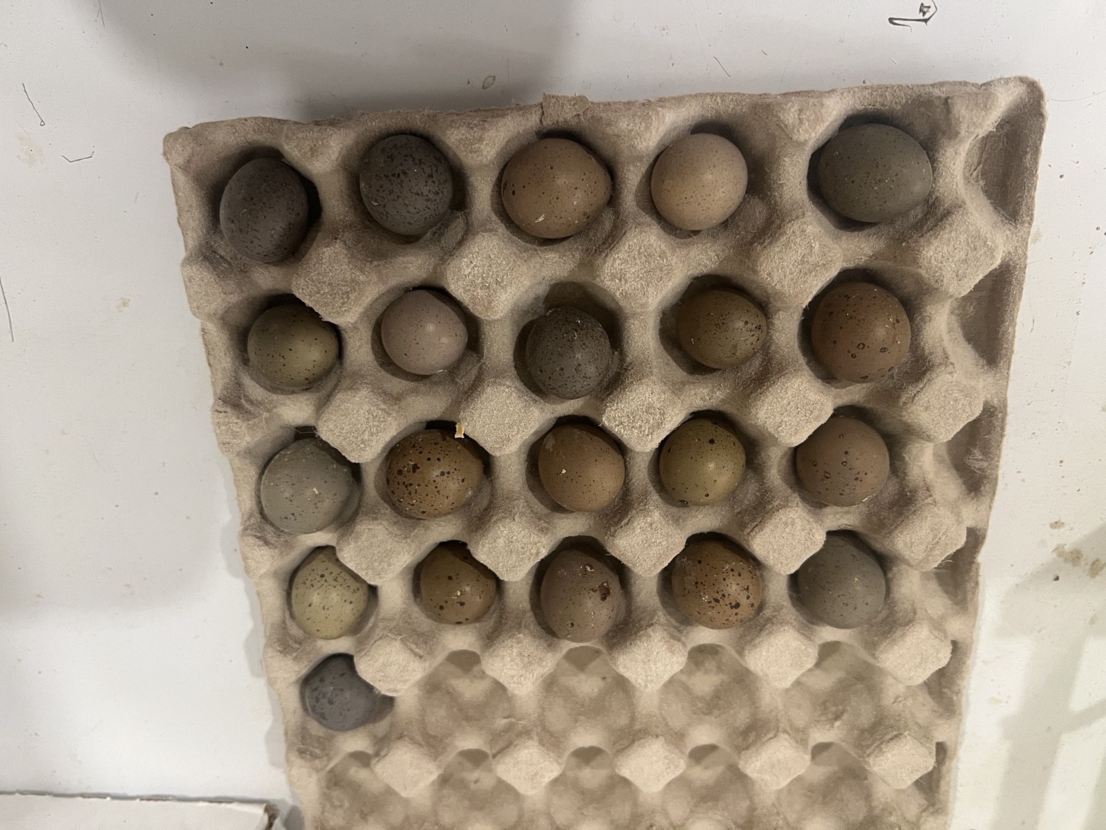 20 Button Quail Hatching Eggs Multiple Colors