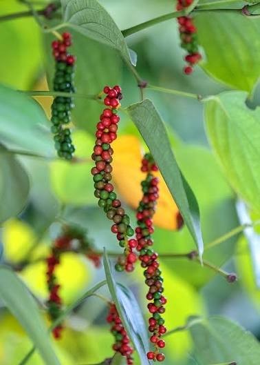 Premium Ceylon Black Pepper Whole Peppercorns Bulk Fresh Sri Lanka 2lb 5lb 10lb