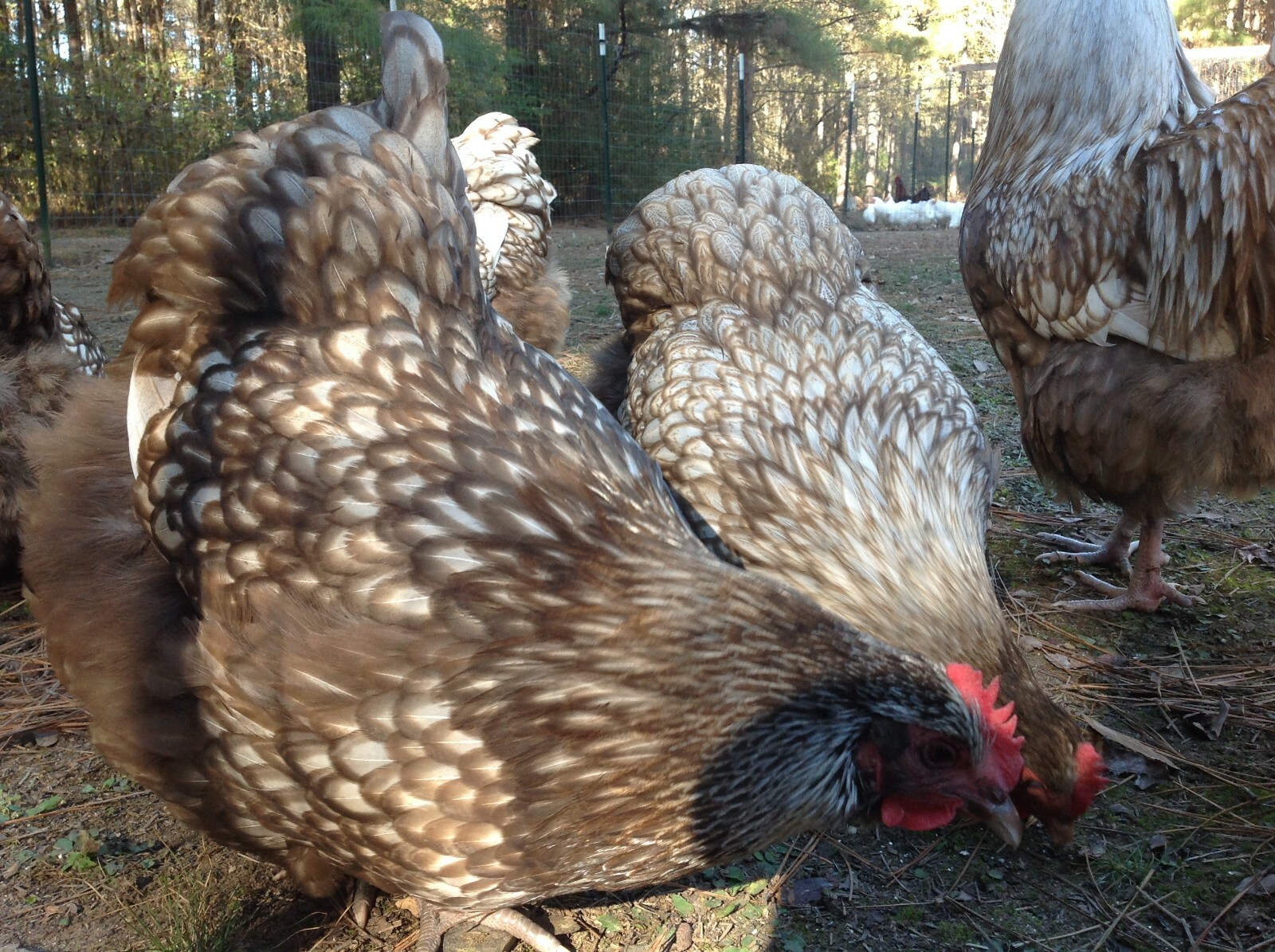 12+ Chocolate Silver Laced Orpington Hatching Eggs Large Fowl