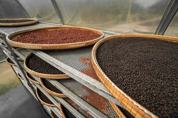 Premium Ceylon Black Pepper Whole Peppercorns Bulk Fresh Sri Lanka 2lb 5lb 10lb